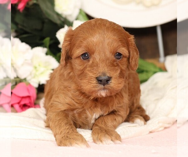Medium Photo #7 Cavapoo Puppy For Sale in JONES, MI, USA