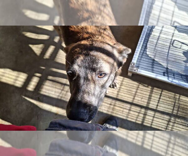 Medium Photo #3 Holland Shepherd Puppy For Sale in Sebec, ME, USA