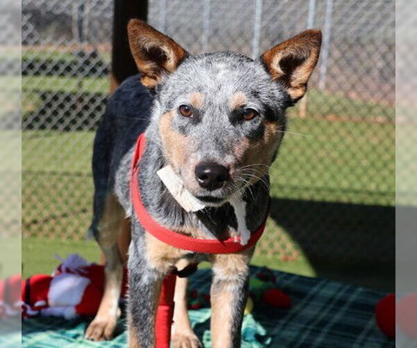 Medium Photo #1 Mutt Puppy For Sale in Rockaway, NJ, USA
