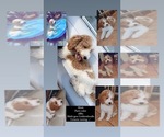 Small Photo #1 Goldendoodle Puppy For Sale in EASTMAN, GA, USA