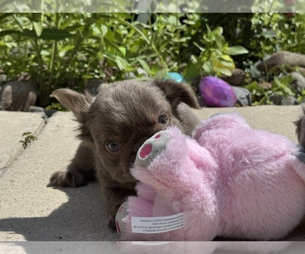 Medium Photo #11 French Bulldog Puppy For Sale in LEHIGH ACRES, FL, USA