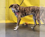 Small #5 Catahoula Leopard Dog-Great Pyrenees Mix