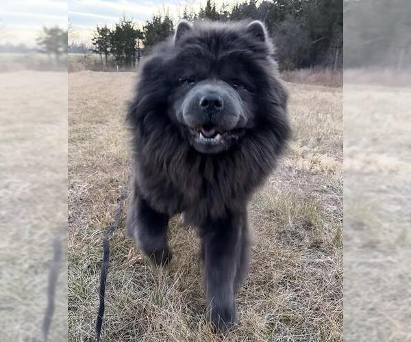 Medium Photo #2 Chow Chow Puppy For Sale in Waterford, VA, USA