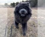 Small #1 Chow Chow