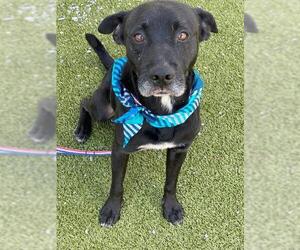 Labrador Retriever-Unknown Mix Dogs for adoption in Fayetteville, NC, USA