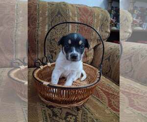 Mutt Dogs for adoption in Holly Springs, NC, USA