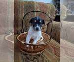 Small Mutt