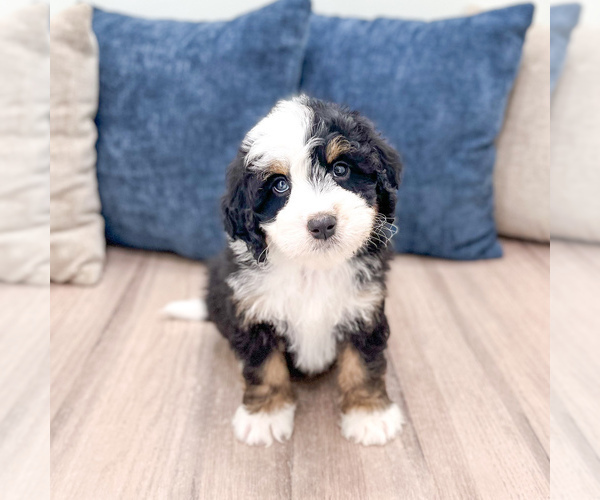 Medium Photo #2 Bernedoodle (Miniature) Puppy For Sale in DUNDEE, OH, USA