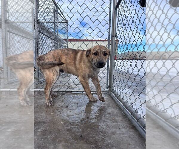 Medium Photo #4 Mutt Puppy For Sale in Calgary, Alberta, Canada