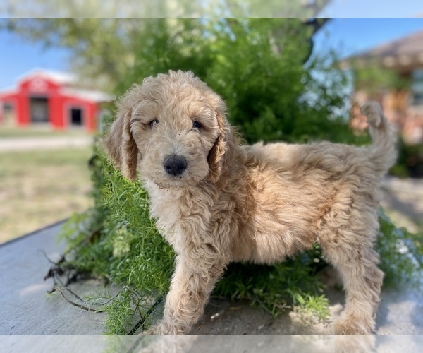 Medium Photo #1 Poodle (Standard) Puppy For Sale in HENRIETTA, TX, USA