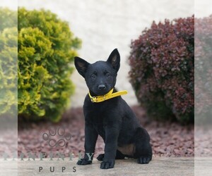 Belgian Malinois Puppy for sale in HONEY BROOK, PA, USA