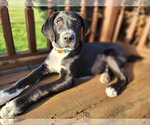 Small #3 Australian Shepherd-Collie Mix