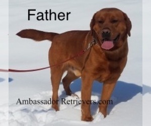 Father of the Labrador Retriever puppies born on 12/01/2021