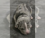 Small #4 American Bully