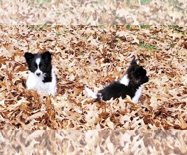 Medium Photo #6 Paperanian Puppy For Sale in LIVONIA, MI, USA