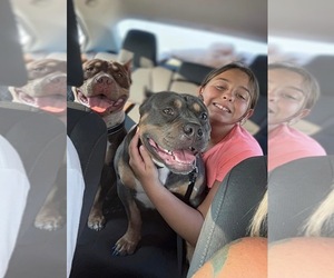 Mother of the American Bully puppies born on 06/26/2026