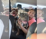 Small Photo #1 American Bully Puppy For Sale in SEBRING, FL, USA