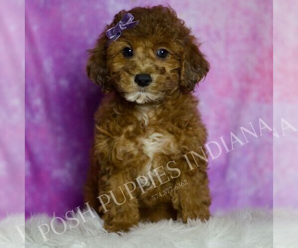 Medium Photo #3 Poodle (Toy) Puppy For Sale in WARSAW, IN, USA