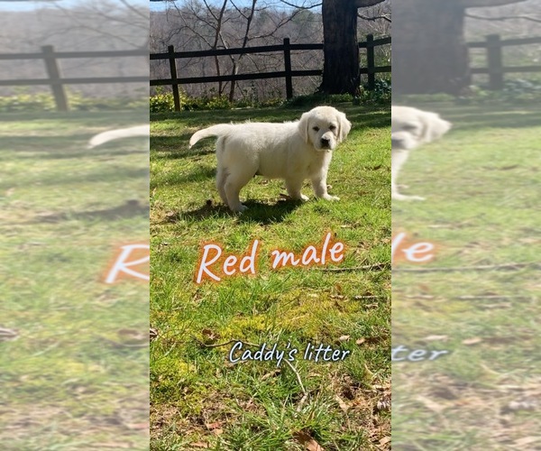 Medium Photo #5 Golden Retriever Puppy For Sale in ADAIRSVILLE, GA, USA