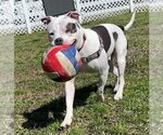 Small Photo #2 American Pit Bull Terrier Puppy For Sale in Virginia Beach, VA, USA