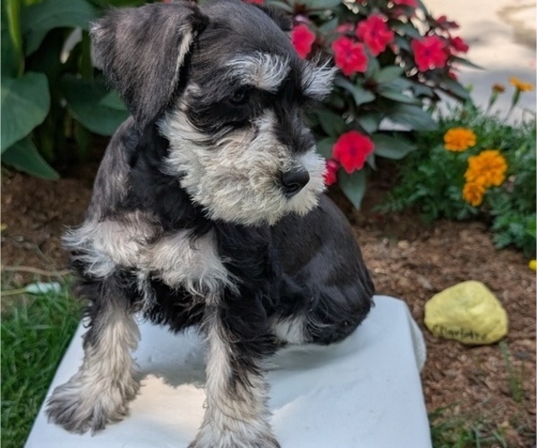 Medium Photo #9 Schnauzer (Miniature) Puppy For Sale in GOSHEN, IN, USA