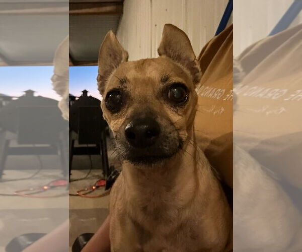 Medium Photo #2 Chihuahua-Unknown Mix Puppy For Sale in Grafton, WI, USA