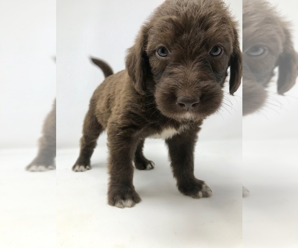 Medium Photo #4 Labradoodle Puppy For Sale in ROCKY MOUNT, NC, USA