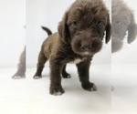 Small Photo #4 Labradoodle Puppy For Sale in ROCKY MOUNT, NC, USA