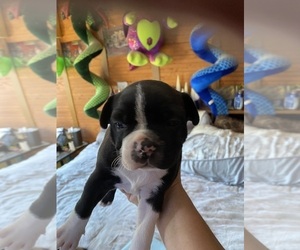 Boston Terrier Puppy for sale in Colborne, Ontario, Canada