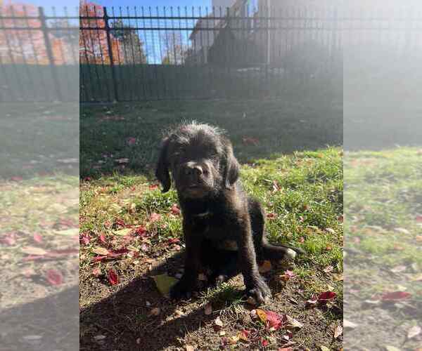 Medium Photo #1 Mutt Puppy For Sale in Aurora, IN, USA