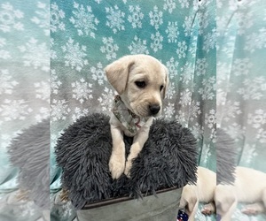 Labrador Retriever Puppy for sale in KIRKWOOD, IL, USA