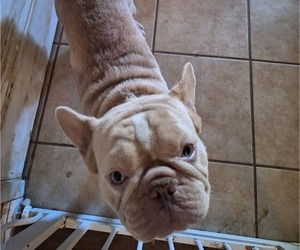 Father of the French Bulldog puppies born on 06/07/2026