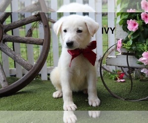 German Shepherd Dog Puppy for sale in GRIFFIN, GA, USA