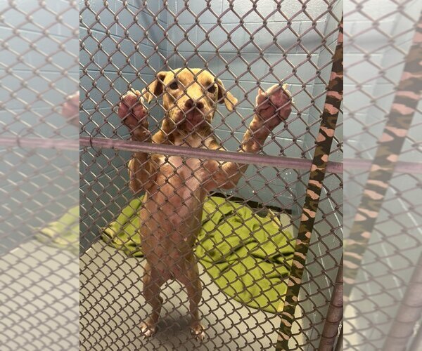 Medium Photo #3 American Pit Bull Terrier-Unknown Mix Puppy For Sale in Rowlett, TX, USA