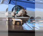 Small #6 Cairn Terrier