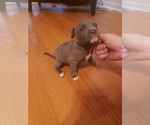 Small Photo #13 American Pit Bull Terrier Puppy For Sale in POWDER SPGS, GA, USA