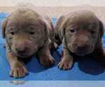 Small Photo #31 Labrador Retriever Puppy For Sale in OLYMPIA, WA, USA