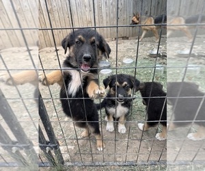 Australian Shepherd-German Shepherd Dog Mix Puppy for sale in SAN ANTONIO, TX, USA