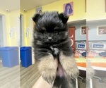 Puppy Puppy 2 Pomeranian