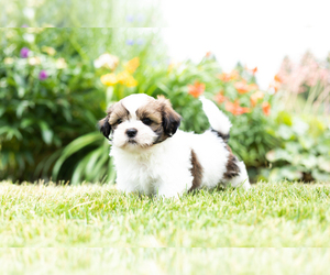Shih Tzu Puppy for sale in NAPPANEE, IN, USA