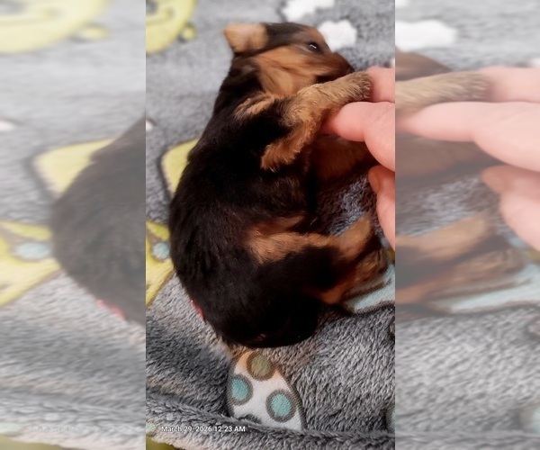 Medium Photo #299 Yorkshire Terrier Puppy For Sale in AKRON, OH, USA