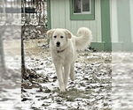 Small #4 Great Pyrenees