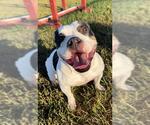 Small #2 American Pit Bull Terrier