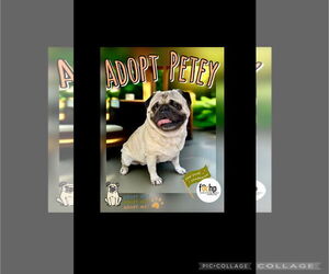 Pug Dogs for adoption in Menifee, CA, USA