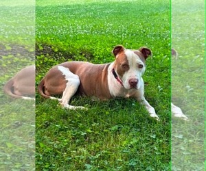 American Pit Bull Terrier-Unknown Mix Dogs for adoption in Germantown, OH, USA