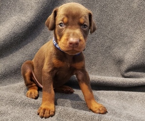 Doberman Pinscher Puppy for sale in RIVERSIDE, CA, USA