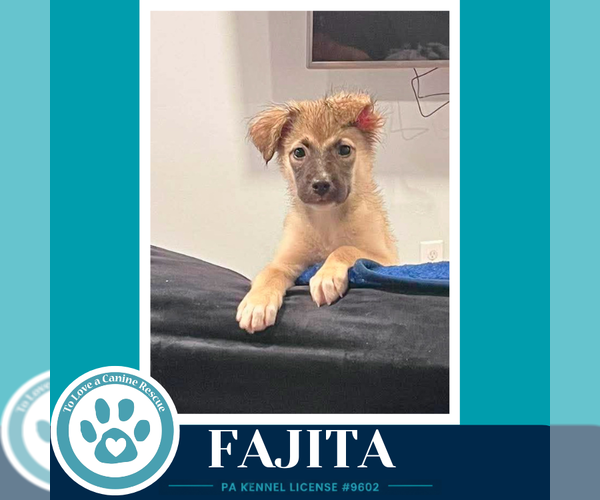 Medium Photo #1 Mutt Puppy For Sale in Kimberton, PA, USA