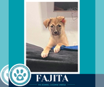 Small Mutt