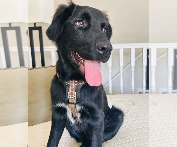 Medium Photo #1 Australian Shepherd-Unknown Mix Puppy For Sale in Princeton, MN, USA