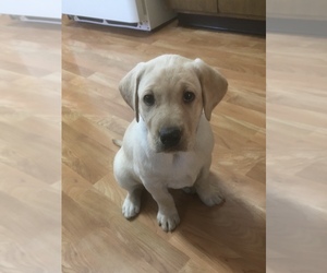 Labrador Retriever Puppy for sale in SACRED HEART, MN, USA